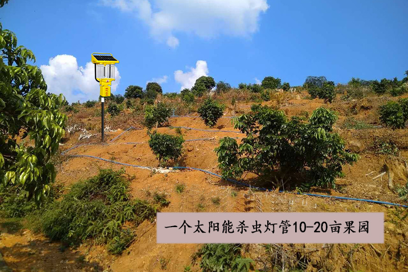 山地果园用茄子视频在线免费观看优势效益分析
