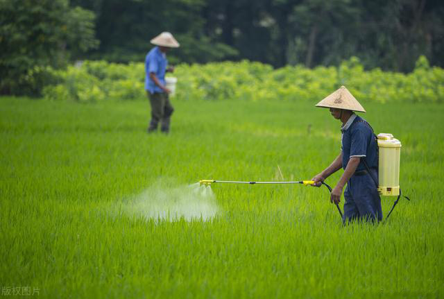 无人机和茄子视频在线免费观看提升水稻田害虫防治水平
