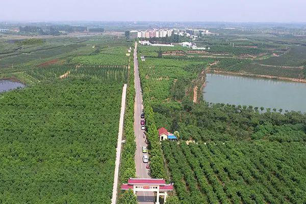 合肥果园用茄子视频在线免费观看批量采购多少钱