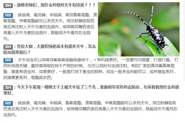 杀虫灯能杀天牛吗？