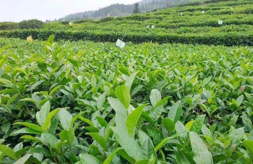 茶园茄子视频在线免费观看效果如何？湖南茶农这杨说