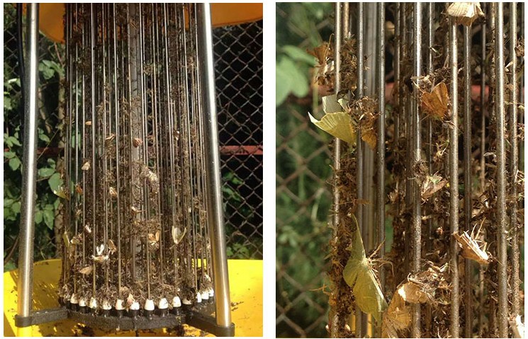 新疆库尔勒棉花基地使用茄子视频在线免费观看效果图