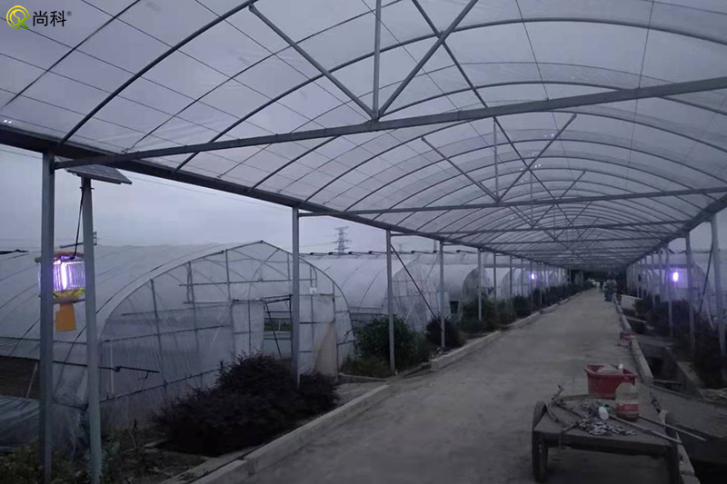 蔬菜种植基地茄子视频在线免费观看